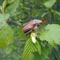 майский жук :: Любовь Пилипенко 