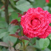 Роза в моём саду. :: Геннадий Оробей