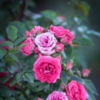 Розовые розы. :: Nonna 