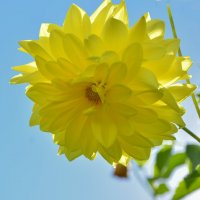 Солнечный цветок :: юрий Амосов