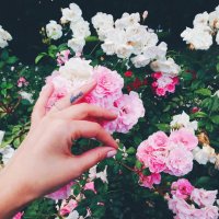 roses :: Yana S