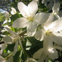 Яблонька в цвету (4) :: Ольга Засухина 