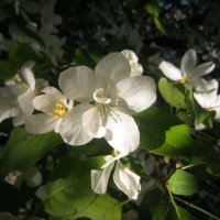 Яблонька в цвету (2) :: Ольга Засухина 