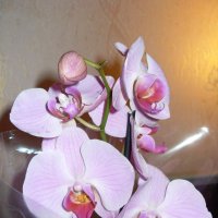 Орхидея :: lara461 