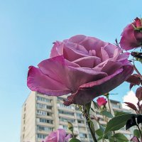 Moody Blue Rose :: Сергей Мягченков