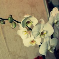Орхидея :: Тори 