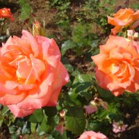 крымские розы :: Нина 
