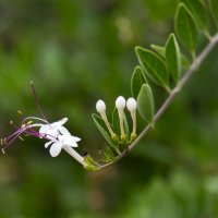 Clerodendrum inerme :: Александр Деревяшкин