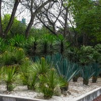 Тропические растения :: Эхтирам Мамедов