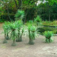 Декоративные пальмы :: Эхтирам Мамедов
