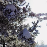 Елка в снегу :: Ольга Бедарева
