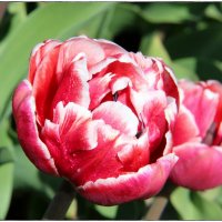 Махровые тюльпаны :: ОЛЬГА (olinaviolina)