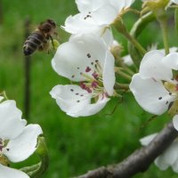 Пчелка с "полезным грузом" :: Михаил Мордовин