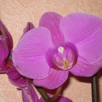 Орхидея :: Любовь (Or.Lyuba) Орлова