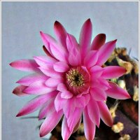 Цветок гимнокалициума. :: Валерия Комова