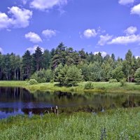 Озеро в лесу :: Владимир Дементьев