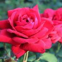 Роза красная с лепестками тёмно-нежными :: Зинаида Федорова
