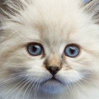 портрет котенка :: Даша Савельева