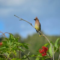 Американский свиристель. :: Тамара Листопад