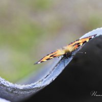 Бабочка :: Юлия Пахомова