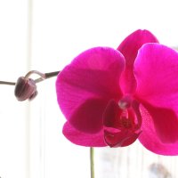 Орхидея :: фотоГРАФ Е.Буткеева .