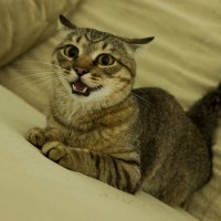 Эмоции моего кота :: Николай Николаенко