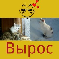 ❤ :: кот ❤