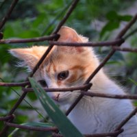 Взгляд котёнка :: Леся Орлова