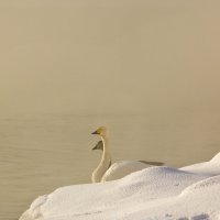 В золоте тумана :: Ольга Сажина