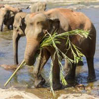 elephant story :: Elena Korneva