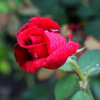 Красная роза :: ВАСИЛИЙ ГРИГОРЬЕВИЧ К.