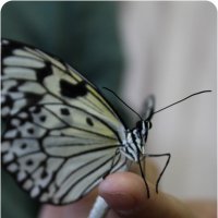 Бабочка :: Анна Окунева