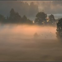 Птицы в тумане :: Надежда Лаврова