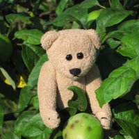 Мишка Мартин собирает урожай яблок :: Mishka-D2008 ( Мишкина )