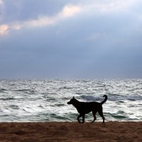 Собака на берегу моря :: Алла ZALLA