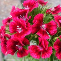 Bright red flower :: varZek 
