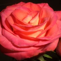 Важно, уметь любить розу .......... :: Таня Фиалка