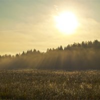 Рассвет на опушке леса. :: Татьяна Белоусова