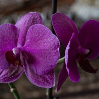 орхидея :: Валентин Веретяк