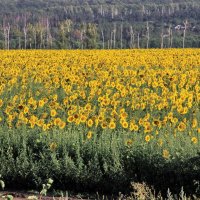 Вид на поле :: Юрий Стародубцев