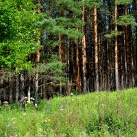 Сосновый лес. :: Светлана Никольская
