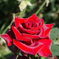 Бархатная роза :: Евгения Сихова