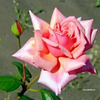 Розовые розы... :: Александр Машков (alex2009vm)