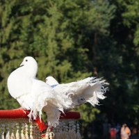 белые голуби :: Karlygash Khassenova