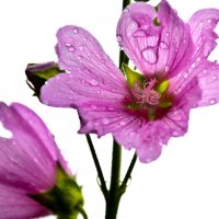 Застыли капли дождя на цветке.. :: Танюша Коc