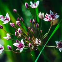 болотные цветы :: Руслан Алимов