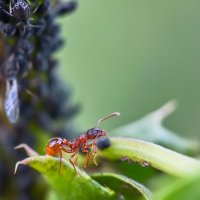 Рыжий луговой муравей Formica сторож (длина 4-6 мм) :: Valentina - M