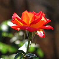 Сияющая роза :: Marina Timoveewa