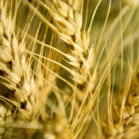 пшеница :: Alina Makerova
