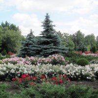 Розарий Криворожского ботанического сада :: super-krokus.tur ( Наталья )